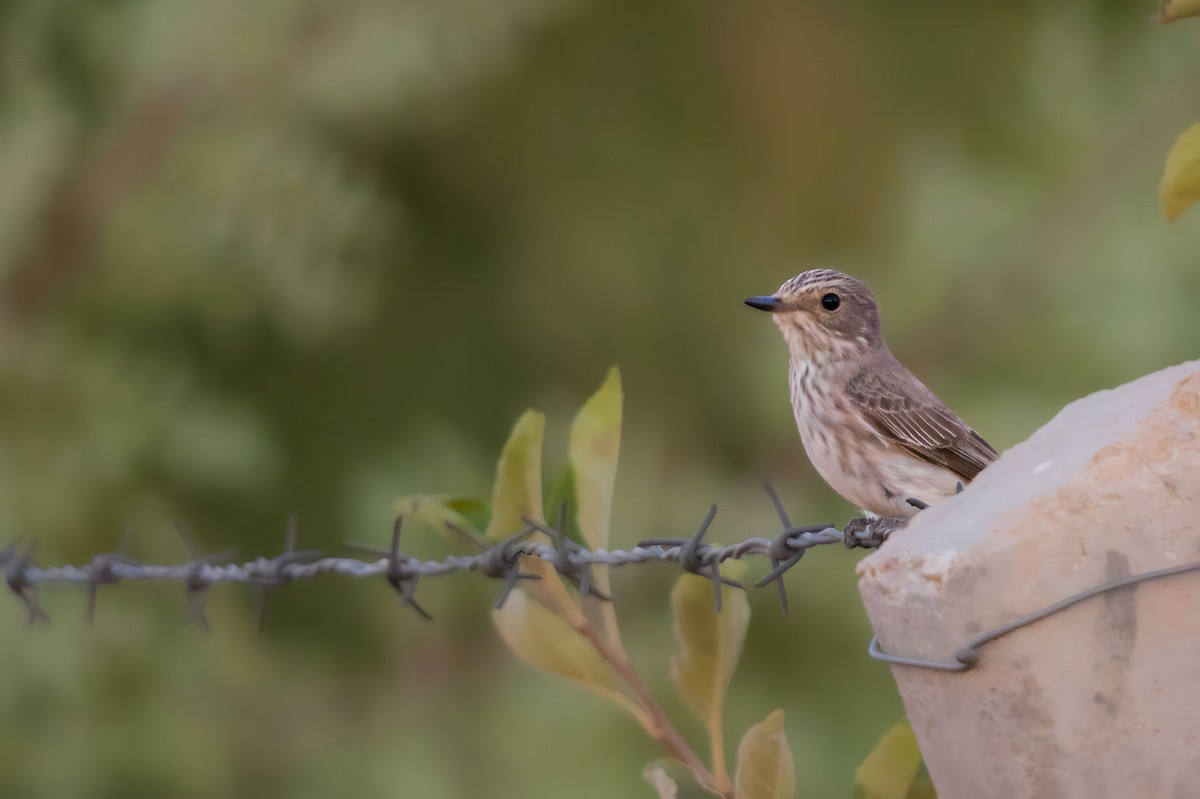 Spotted Flycatcher - ML607995541