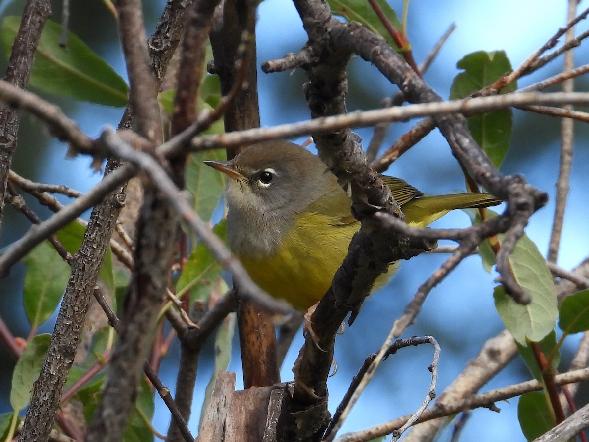 MacGillivray's Warbler - ML607995631