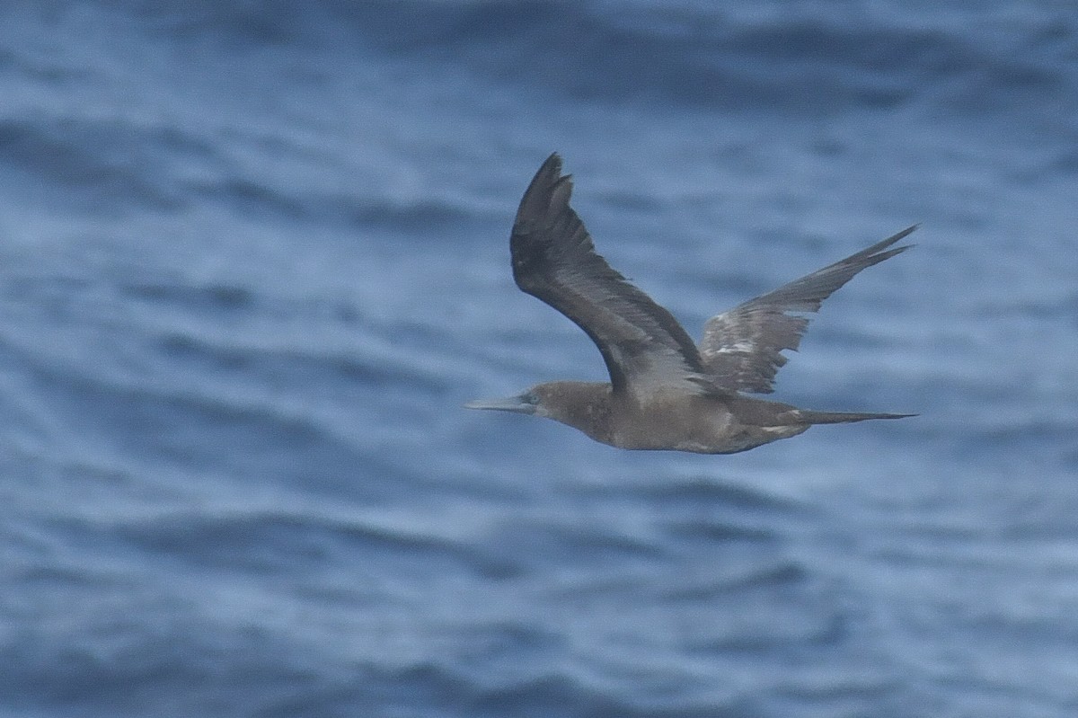 Brown Booby - Sushil Kumar