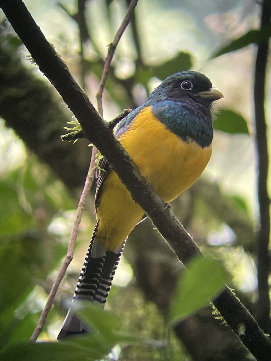 Northern Black-throated Trogon - ML607996001