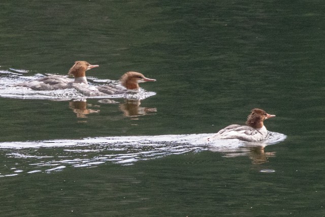 Common Merganser - Sonya Keene