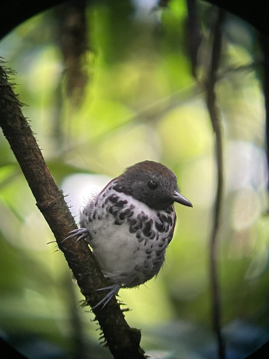 Spotted Antbird - ML607996061