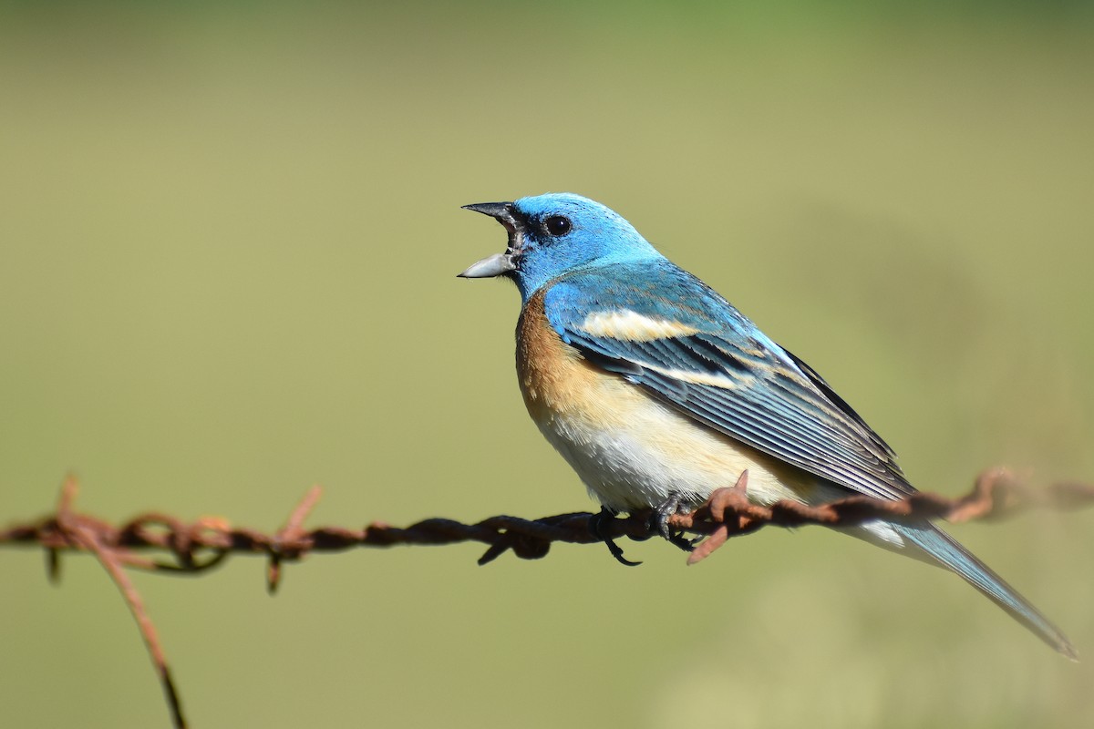 Lazuli Bunting - ML607998191