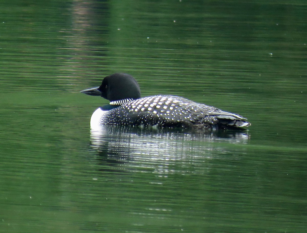 Common Loon - Barb Thomascall
