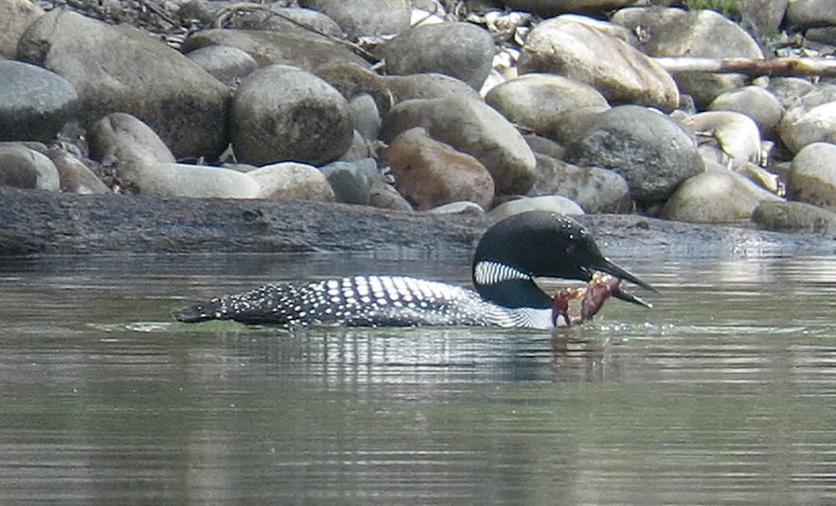 Common Loon - ML607999311