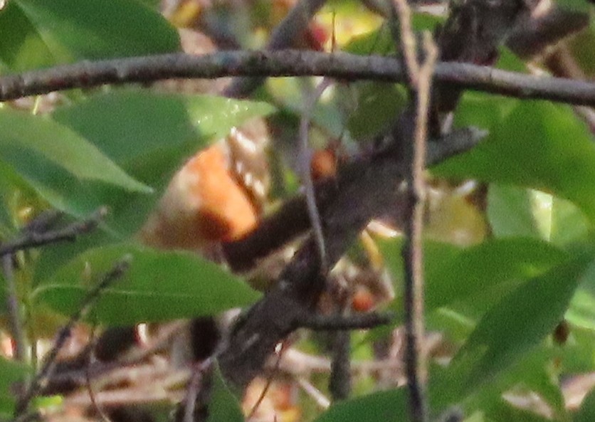 Spotted Towhee - ML608001291