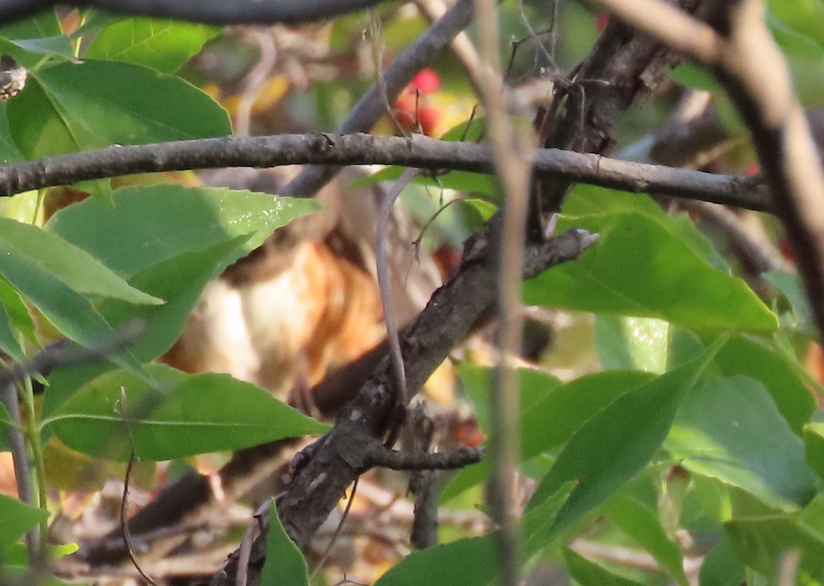 Spotted Towhee - ML608001301