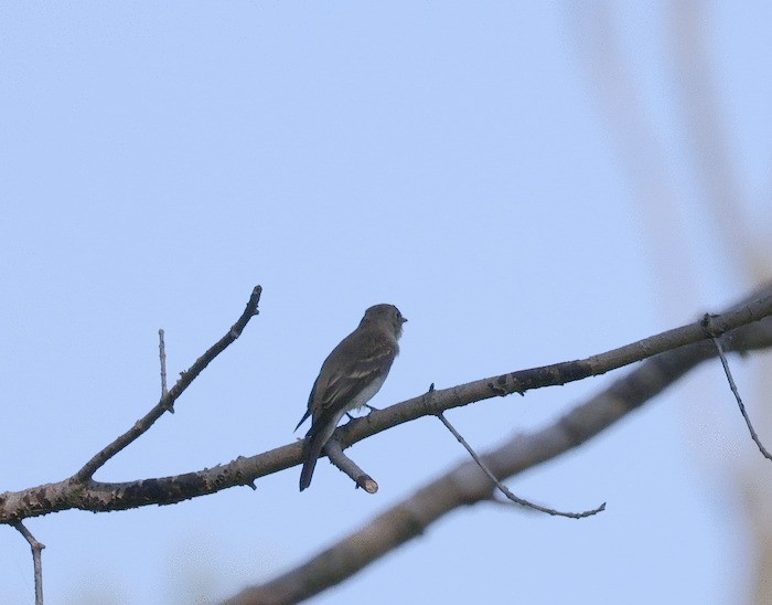 Willow Flycatcher - ML608002321