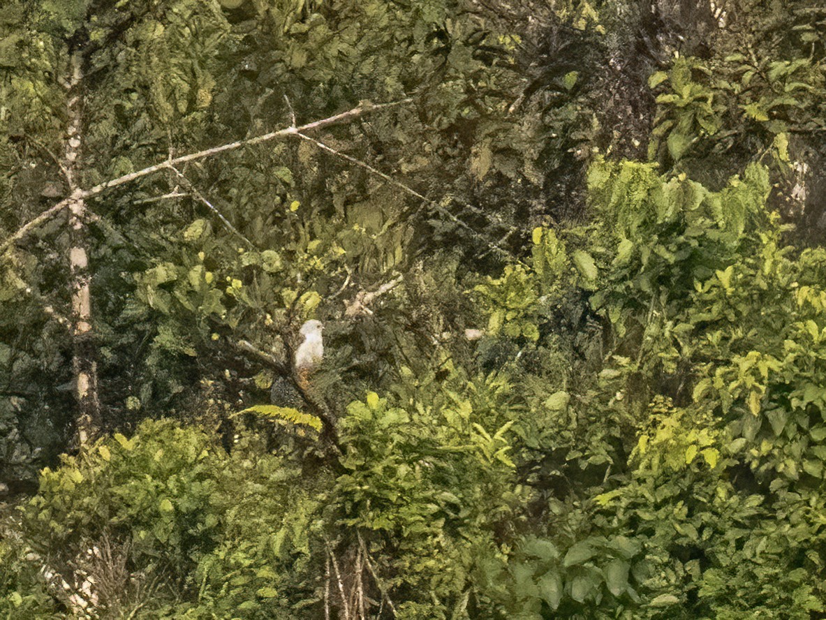 Gray-headed Goshawk - Anne Heyerly