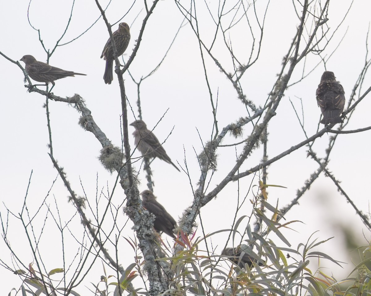 Red-winged Blackbird - ML608002811