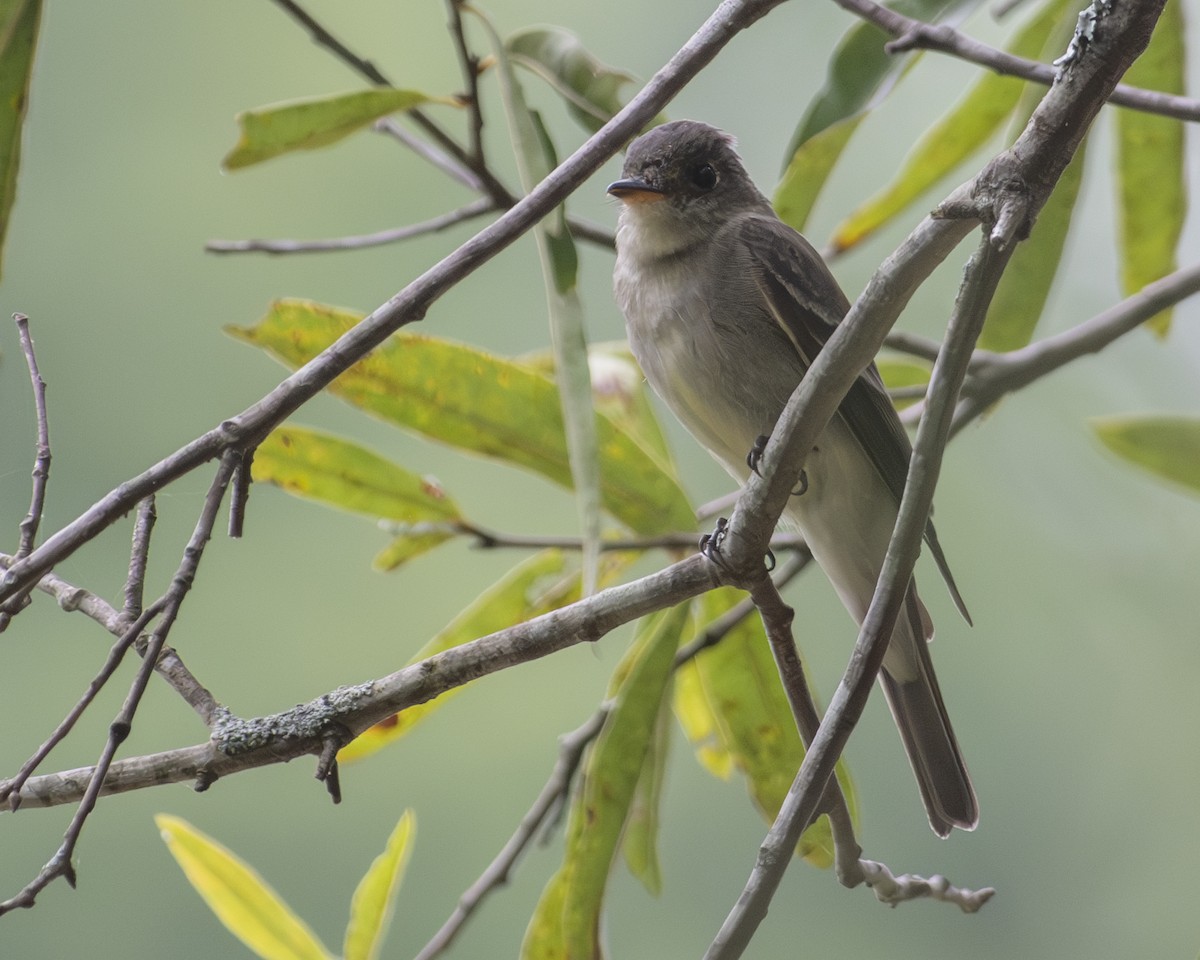 Eastern Wood-Pewee - ML608002901