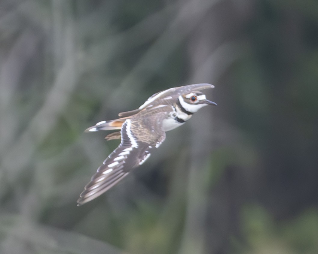 Killdeer - ML608002951