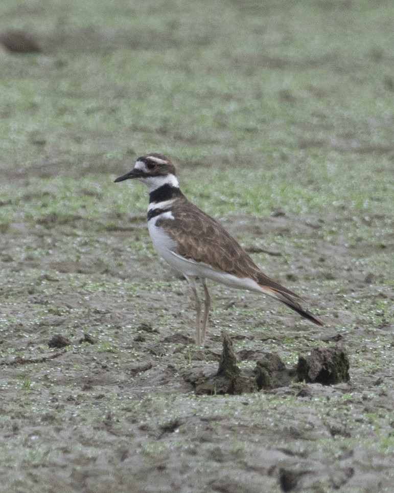 Killdeer - ML608002961