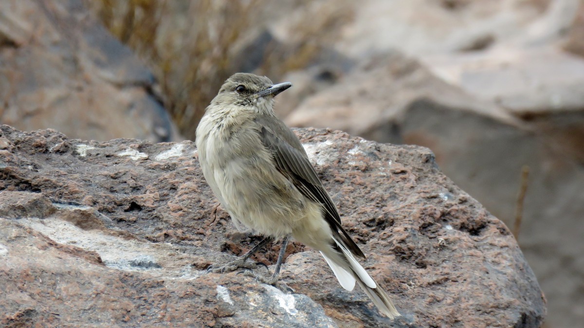 Black-billed Shrike-Tyrant - ML608003171