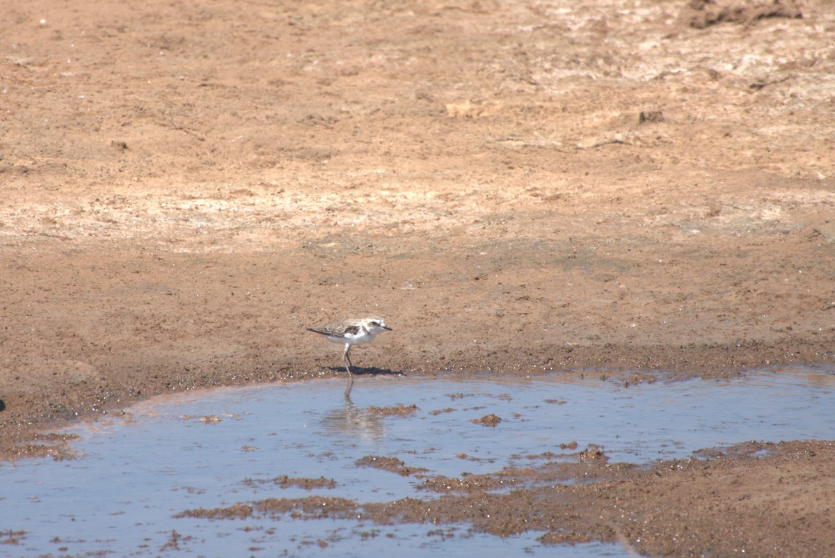 Kentish Plover - ML608003791