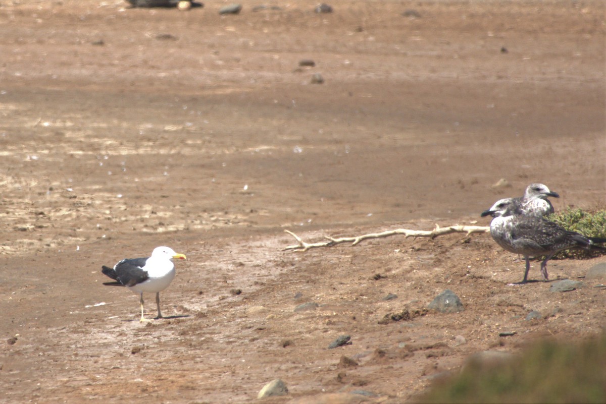 Lesser Black-backed Gull - Niklas Zander