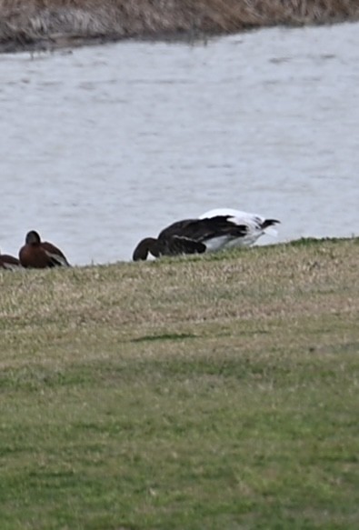 Greater White-fronted Goose - ML608004361