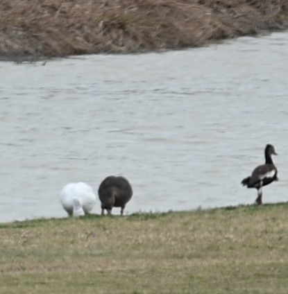 Greater White-fronted Goose - ML608004391