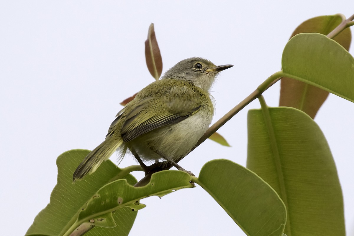 Yellow-breasted Apalis - ML608005511