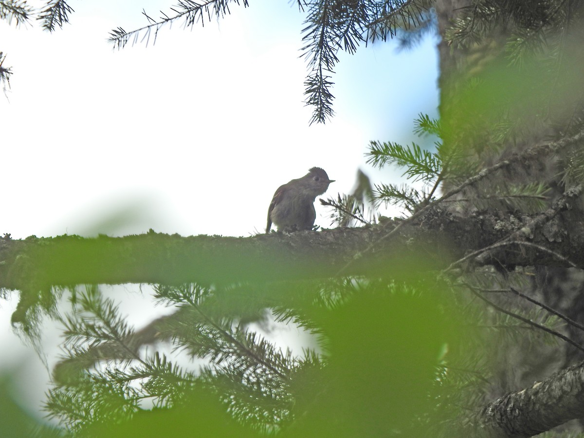 Hammond's Flycatcher - ML60800591