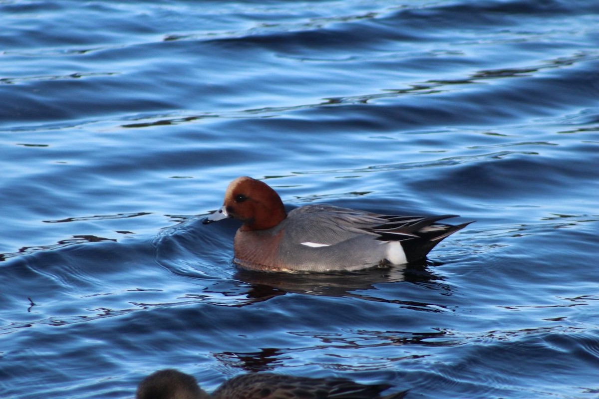 Eurasian Wigeon - ML608007161