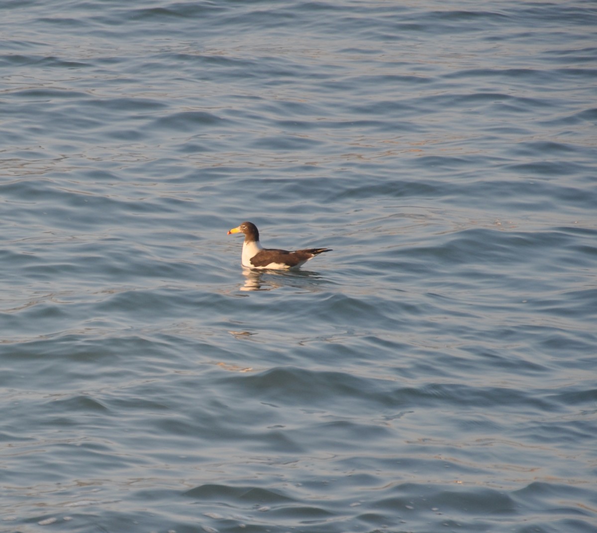 Belcher's Gull - ML608007981