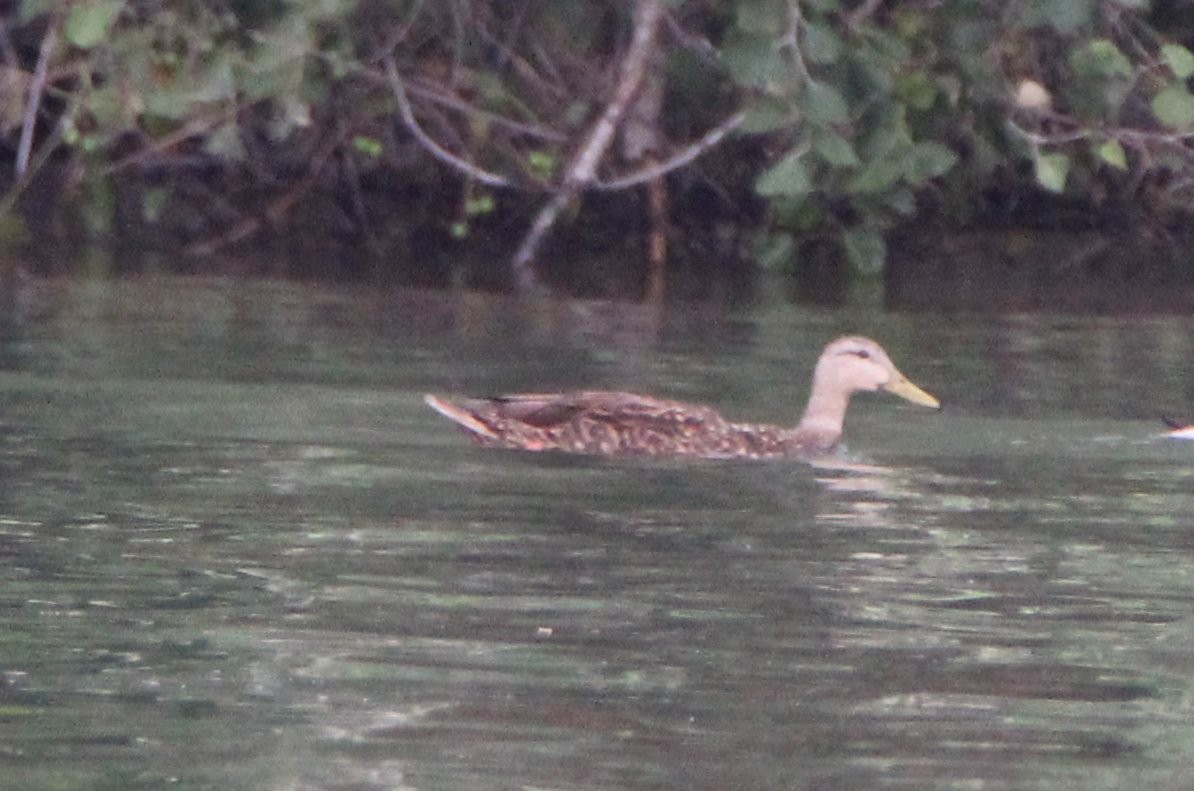 Mottled Duck - ML60801001