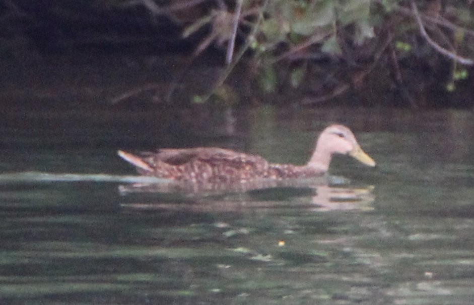 Mottled Duck - ML60801061