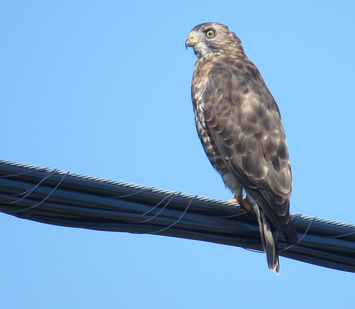 Broad-winged Hawk - Jerry Smith