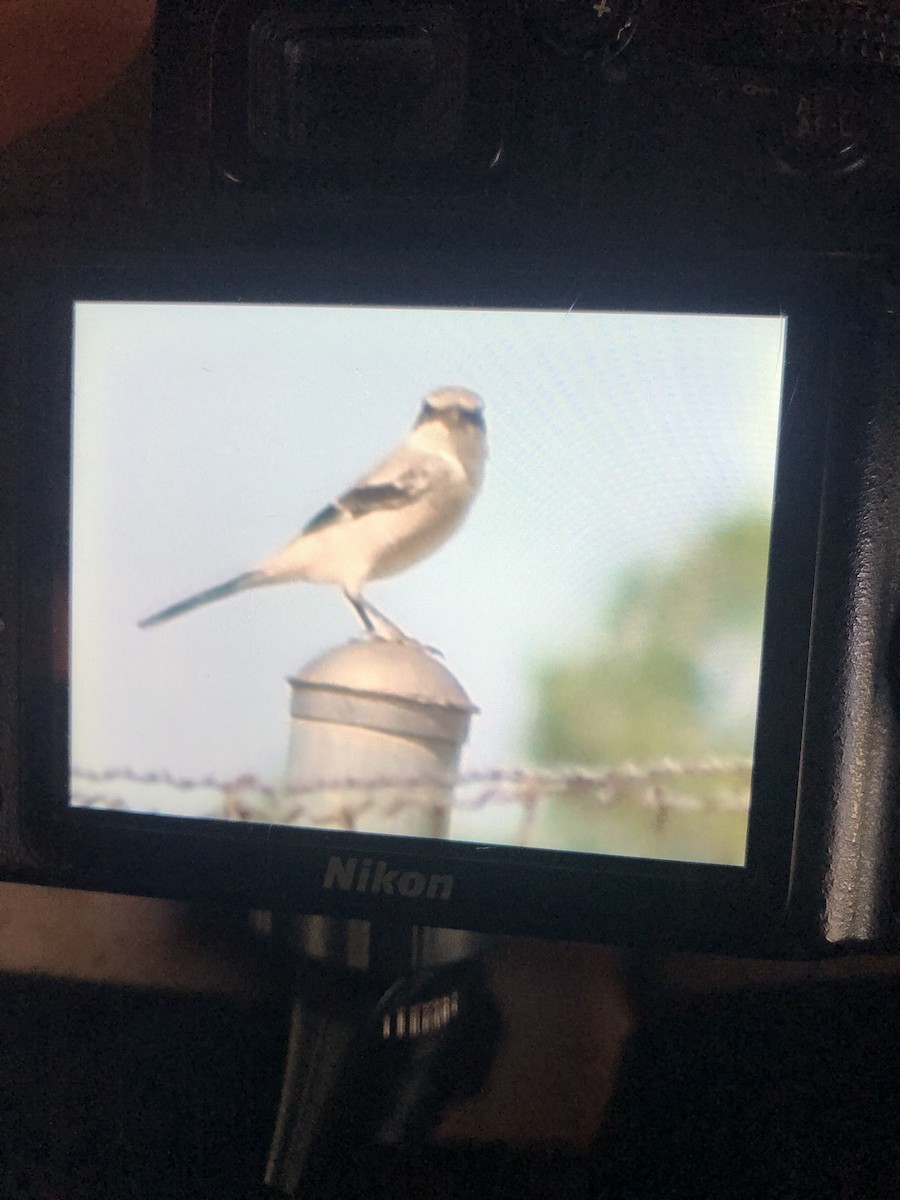 Loggerhead Shrike - ML608011711