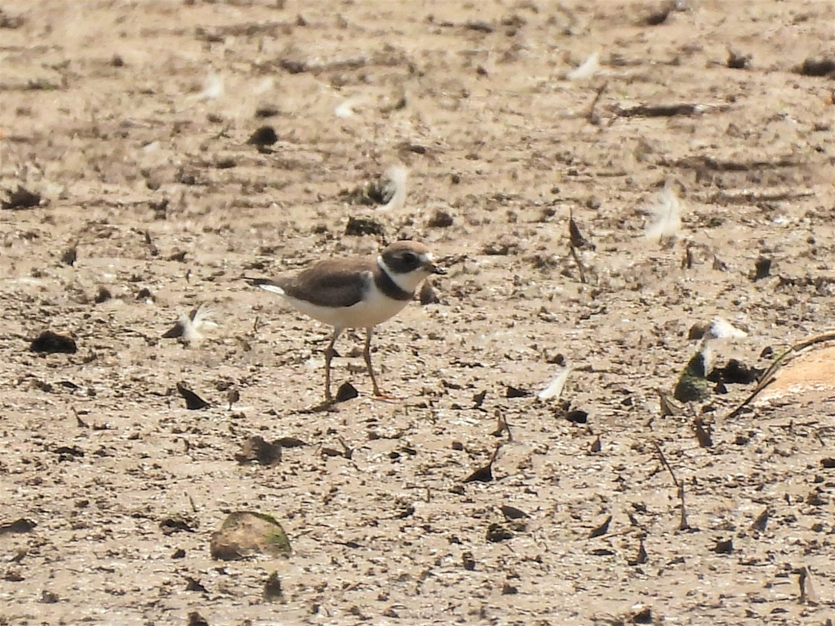 Semipalmated Plover - ML608012571