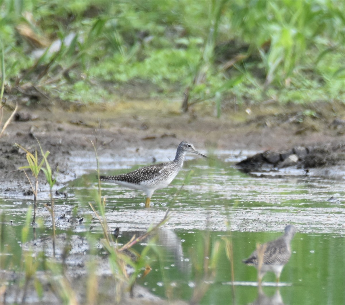 Greater Yellowlegs - Erin Foster