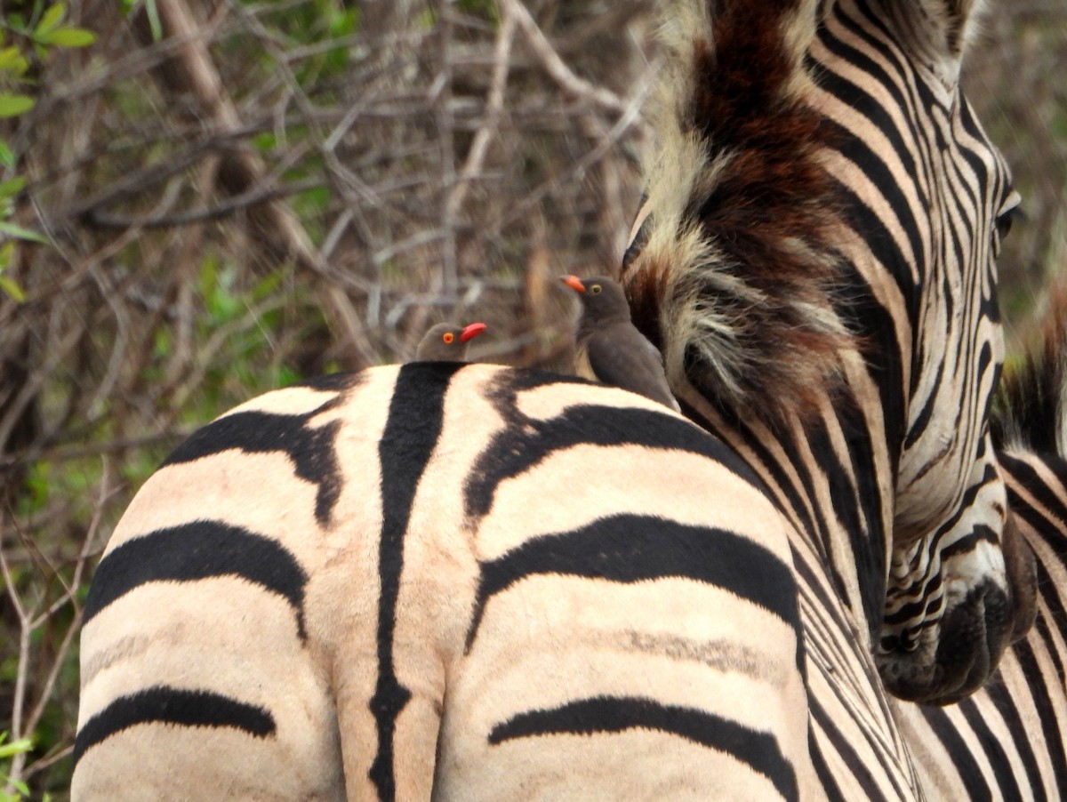 Red-billed Oxpecker - bob butler