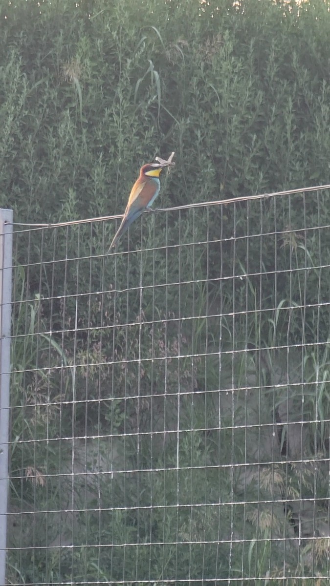 European Bee-eater - ML608013671