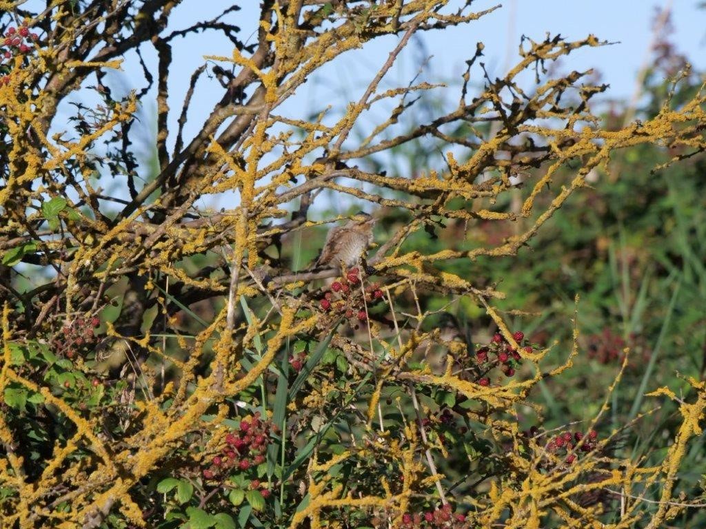 Eurasian Wryneck - ML608013741