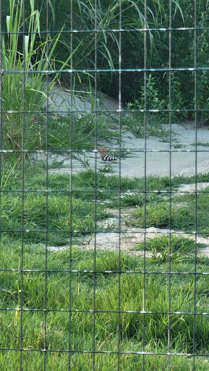 Eurasian Hoopoe - ML608014631