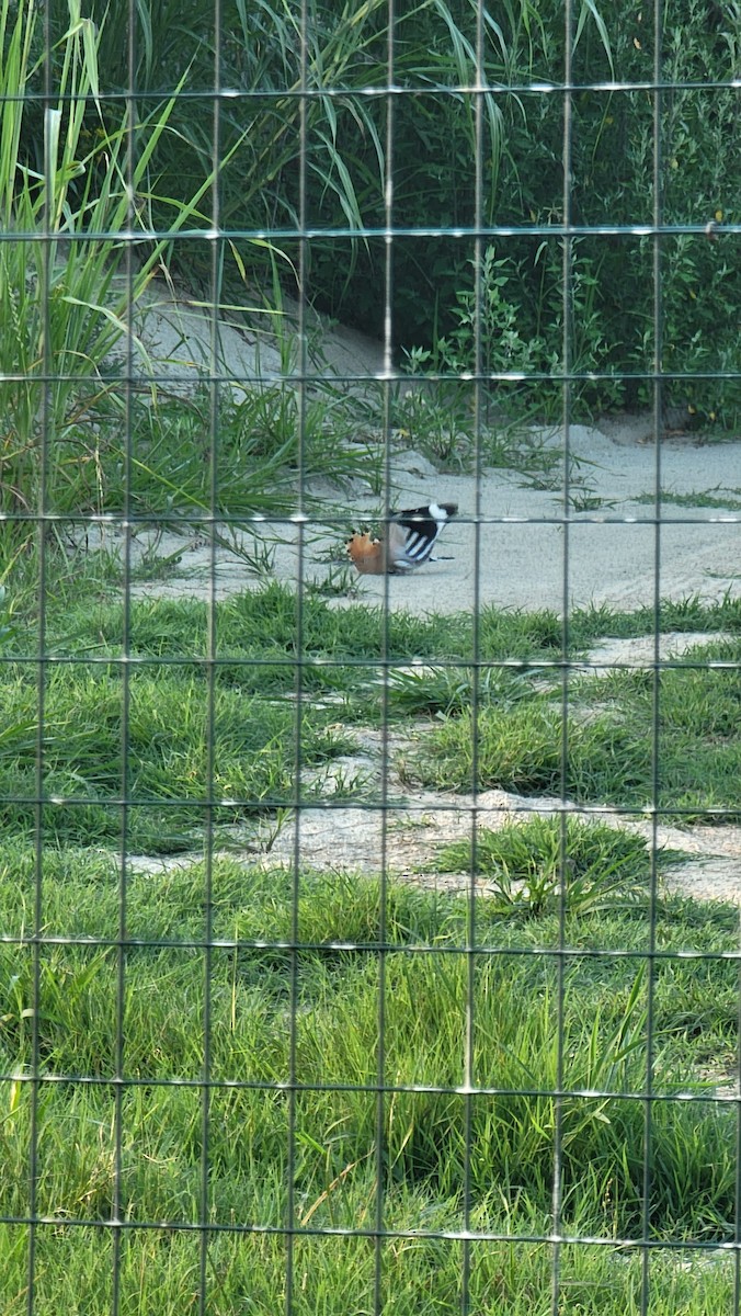 Eurasian Hoopoe - ML608014641