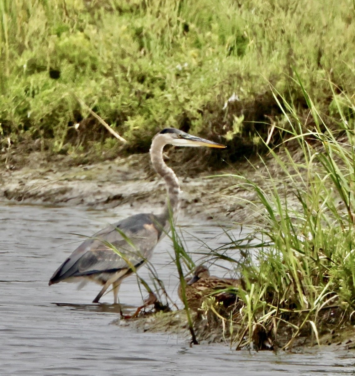 Great Blue Heron - Carolyn Thiele