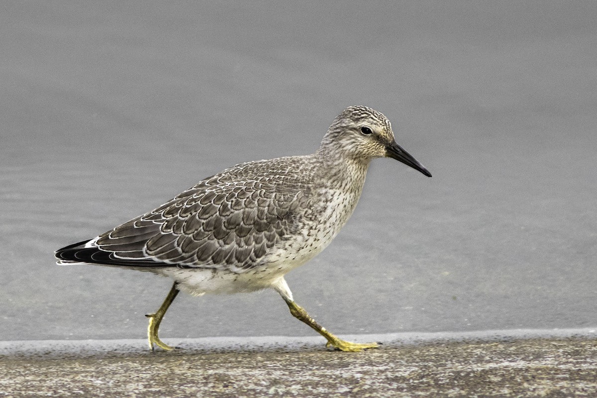 Red Knot - ML608015051