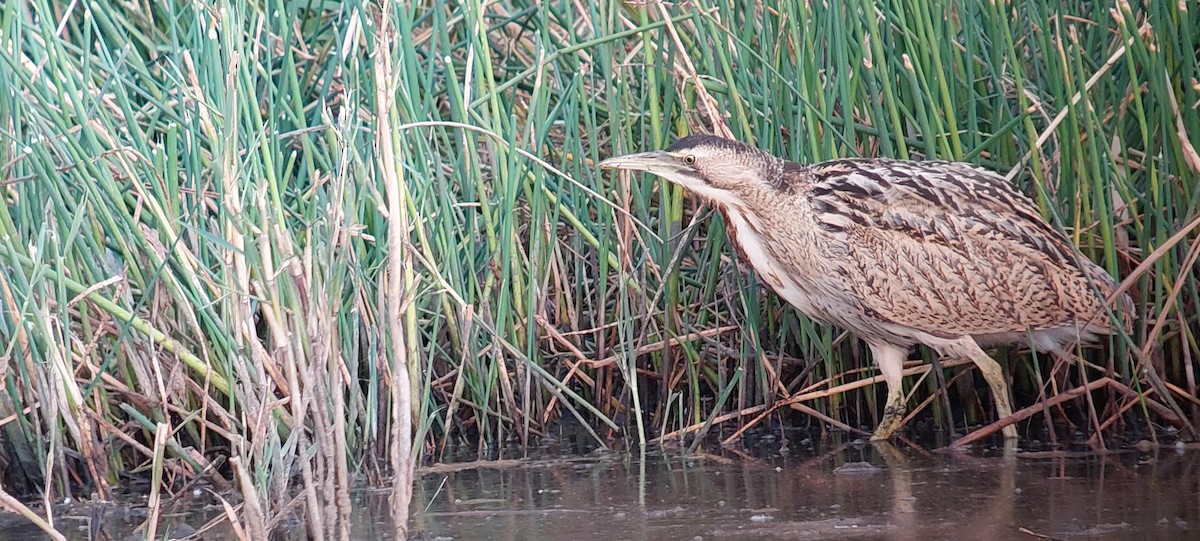 Eurasian Bittern - ML608015151