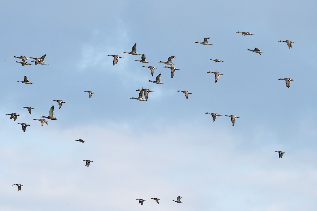 Northern Pintail - ML608015161