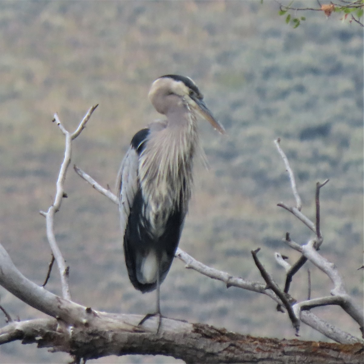 Great Blue Heron - Doug Kibbe