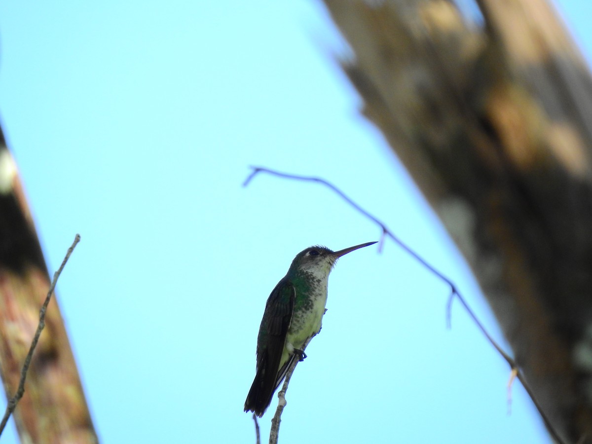 kolibřík Humboldtův - ML608015451