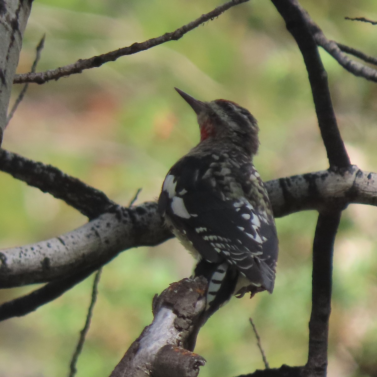 Red-naped Sapsucker - Doug Kibbe