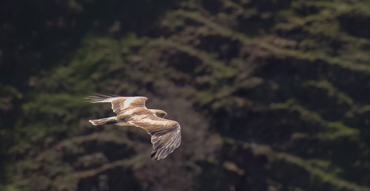 Common Buzzard - ML608017271