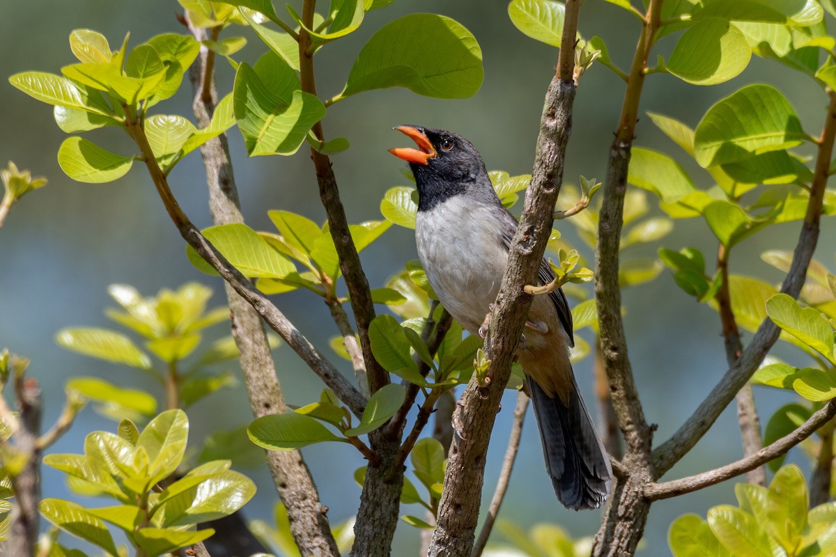 Black-throated Saltator - Victor Castanho