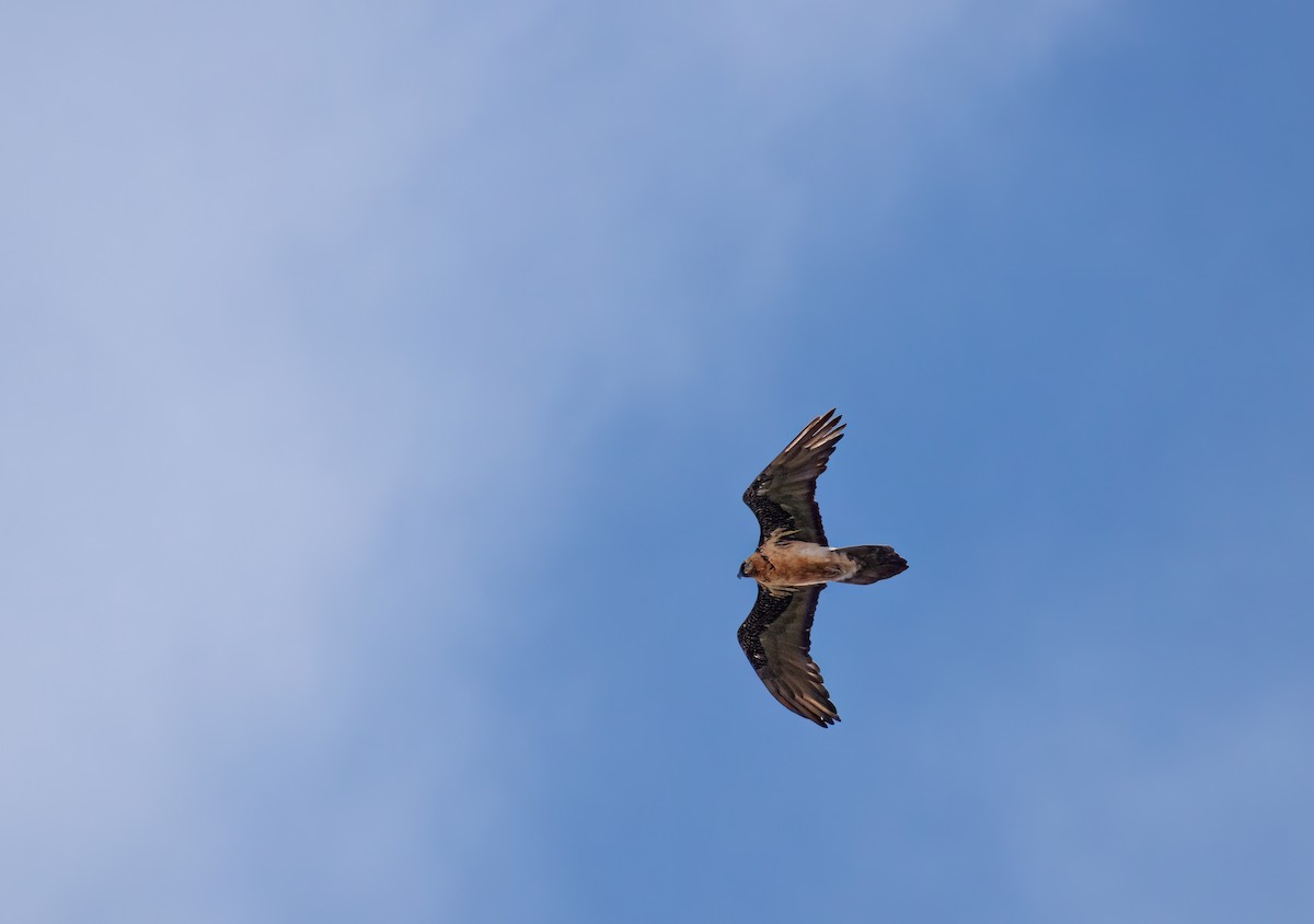 Bearded Vulture - ML608018241