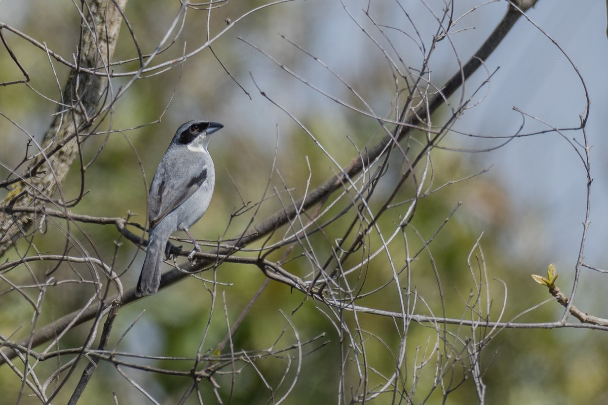 White-banded Tanager - Victor Castanho