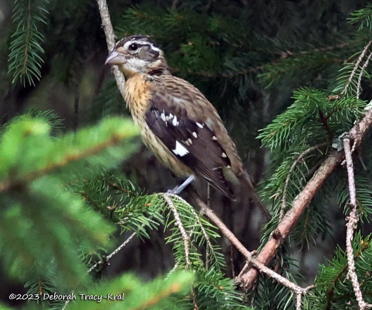 Rose-breasted Grosbeak - ML608021421