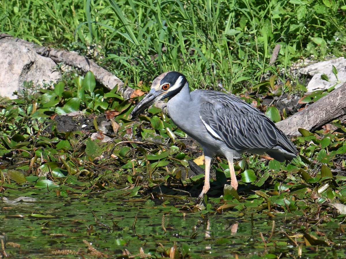 Yellow-crowned Night Heron - ML608022081